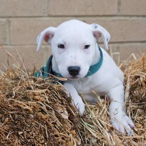 No photo for Keltie Id14711. Puppy Power!