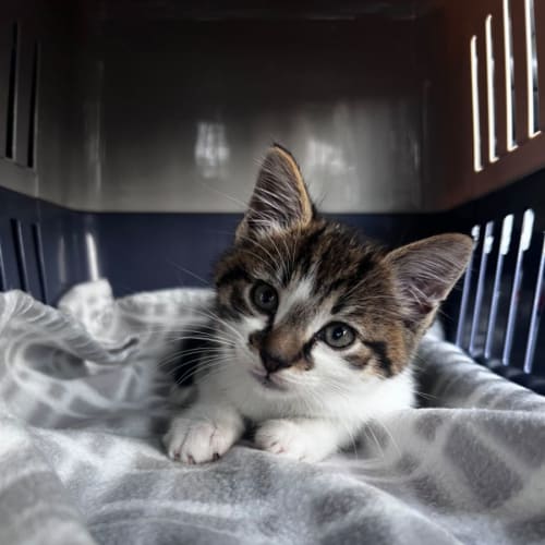 Patootie **2nd Chance Cat Rescue**