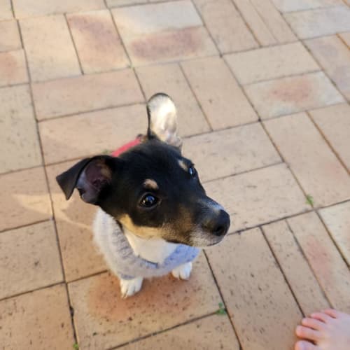Oliver - 4 Month Old Mini Fox Terrier (Trial)