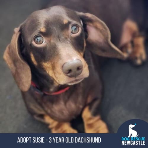 Susie - 3 Year Old Dachshund (Hold 6/7/23)