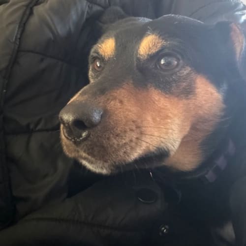 Benji - 3 Year Old Corgi X (Trial)