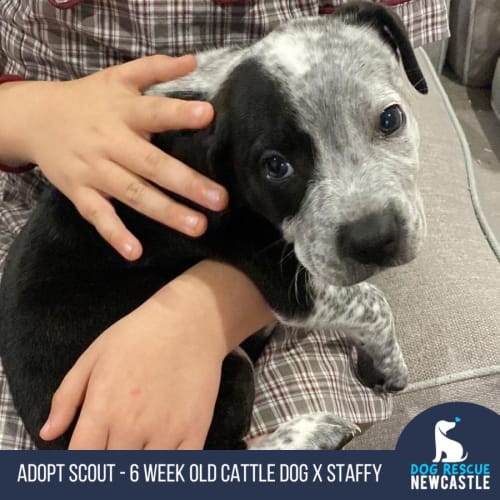 Scout - 6 Week Old Cattle Dog X Staffy (Trial)