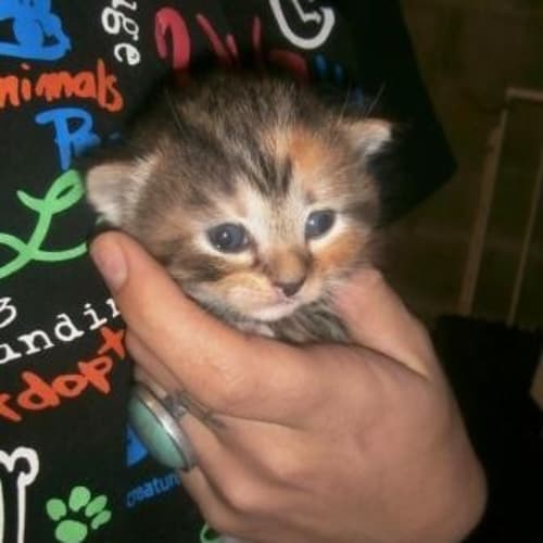 No photo for Cinnamon