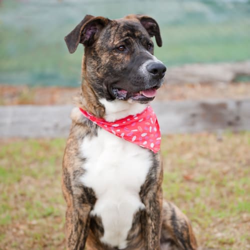 No photo for Gunner Id14683. Big Smoochy Softy