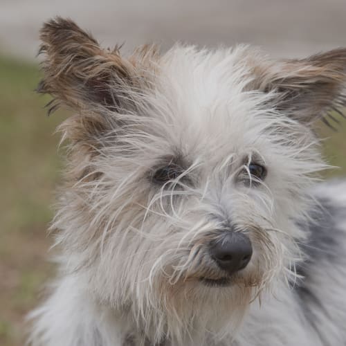 No photo for Terry Id14792. One Lap Dog Coming Up. 
