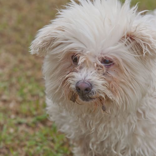 No photo for Tasha Id14786. In Need Of A Loving Owner. 