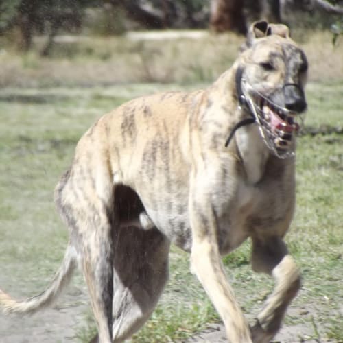 No photo for Wirra ***Adoption Pending****