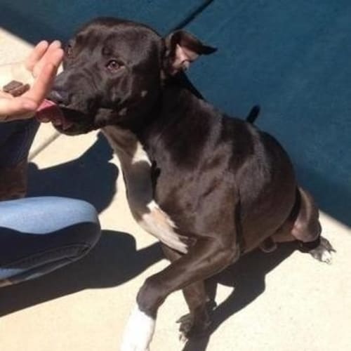 No photo for Dekker **Urgent Foster Carer Needed**