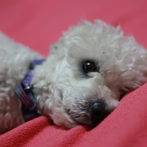 No photo for Otto