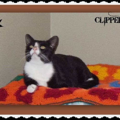 No photo for Clipper