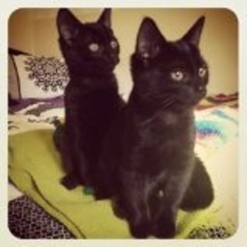 No photo for Jet And Ebony