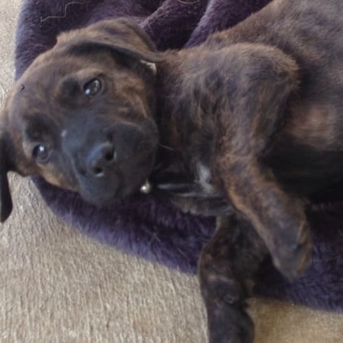 No photo for Archie **A Gorgeous Puppy**