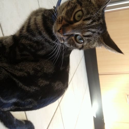 No photo for Bambi, On Trial, Adoption Pending