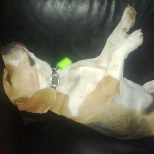 No photo for Odie