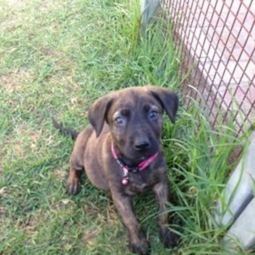 No photo for Bella ** A Stunning Puppy Girl **
