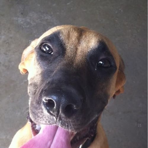 No photo for Dozer