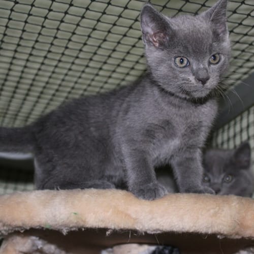 No photo for Rhett & Scarlett *Dual Adoption