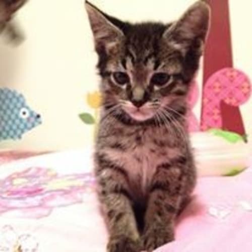 No photo for Fuzz And Fizz (Rehomed) 