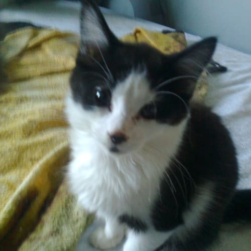 No photo for Smudge