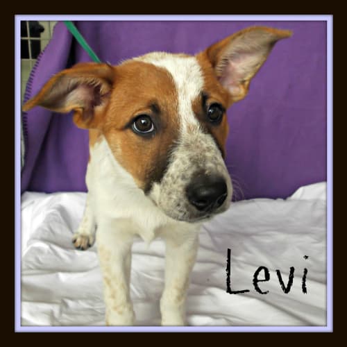 No photo for Levi