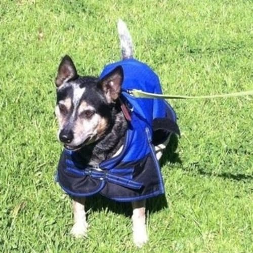 No photo for Beau ** A Senior Who Is A Social Butterfly **