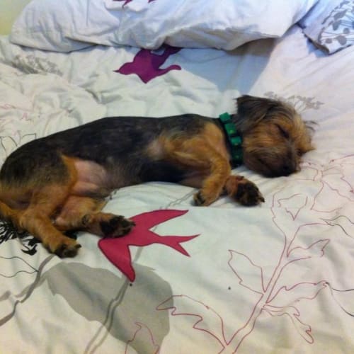 No photo for Peaceful Pete On Trial