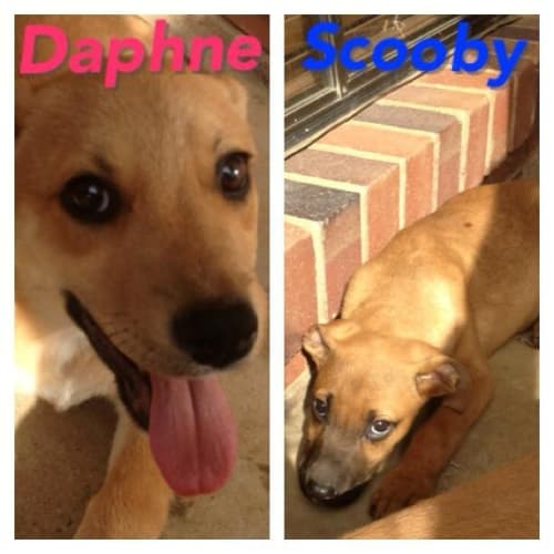 No photo for Daphne
