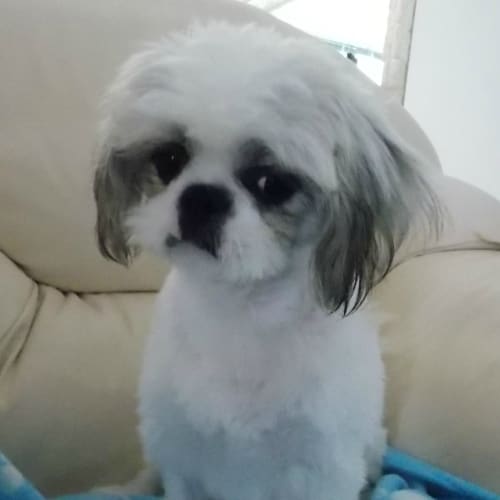 No photo for Benji