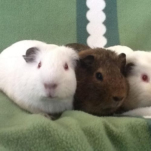 No photo for Trixie, Tinkerbell And Pixie