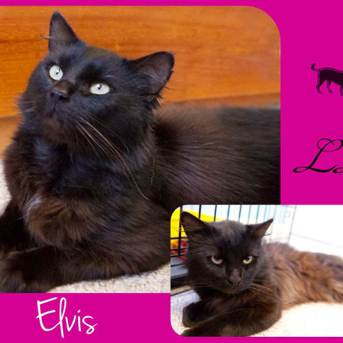 No photo for Elvis