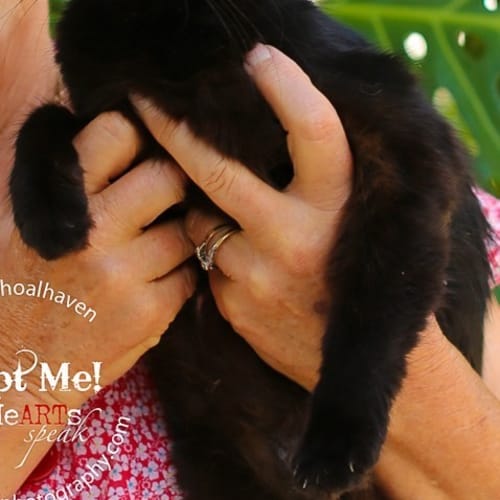 No photo for Kiwi