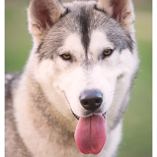 No photo for Jasper