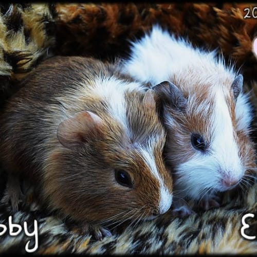 No photo for Abby And Elle