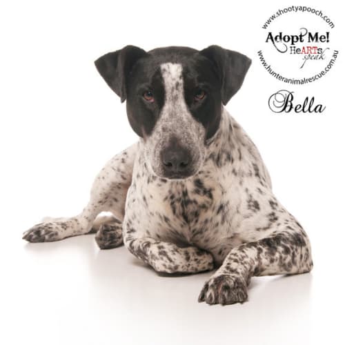 No photo for Bella