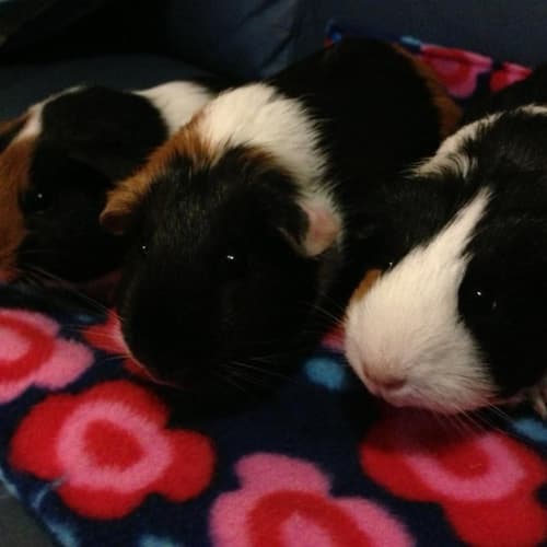 No photo for Evie, Connie And Winnie