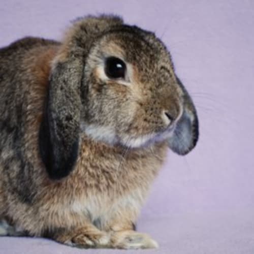 Whitmann -Desexed and Vaccinated