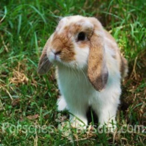 Roscoe -Desexed and Vaccinated