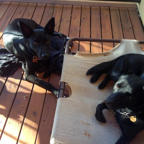 No photo for Bella (New South Wales) 