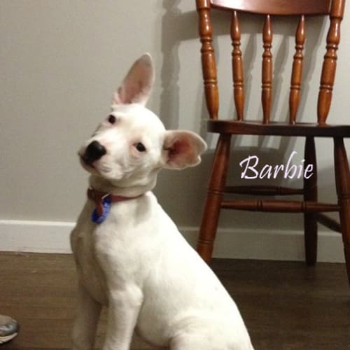 No photo for Barbie (On Trial 2/7/13)