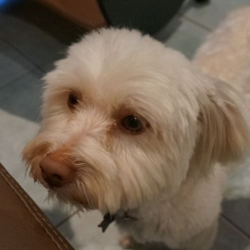 No photo for Charlie Chips