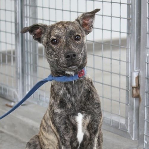 Berkley  (reduced adoption fee)