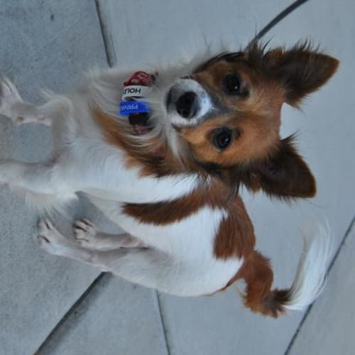 No photo for Otis