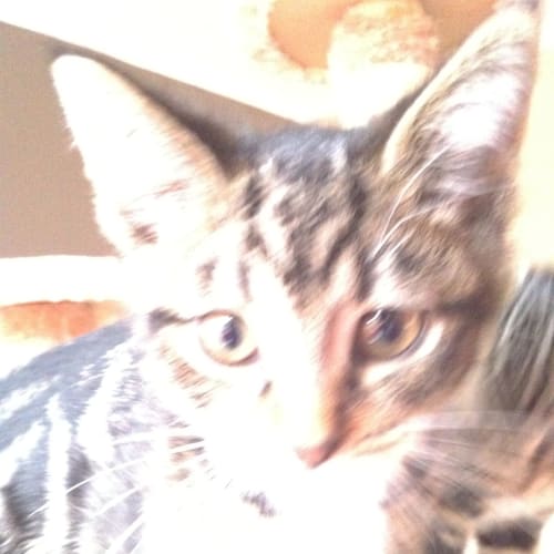 No photo for Zeus (Located In Templestowe)