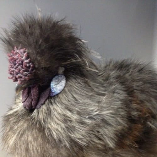 No photo for Fozzy