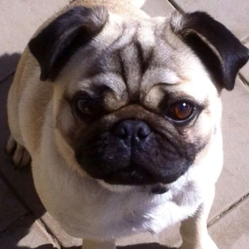 No photo for Henry Pug