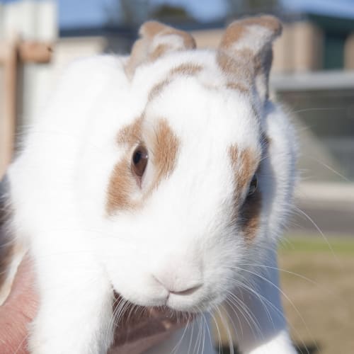 No photo for Betty Id14854. Best Bunny Buddy