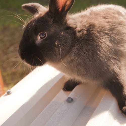 No photo for Pete Id14903. A Chocolate Bunny