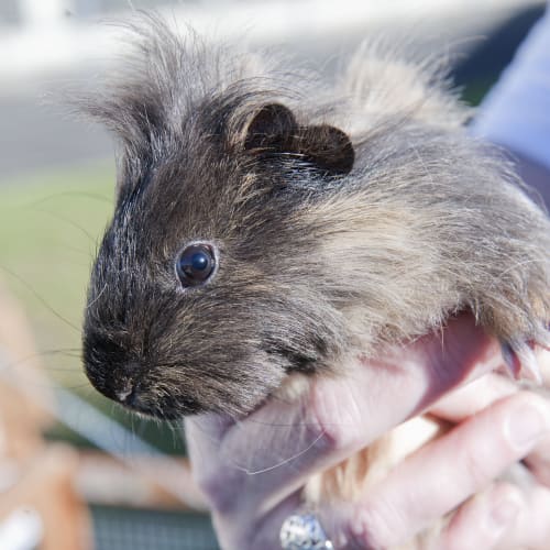 No photo for Muffin Id15016. Guinea Pig Love. 