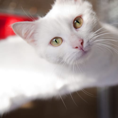 No photo for Beckham Id14825. White As The Driven Snow