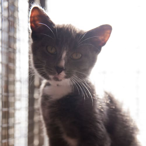 No photo for Smokey Id14449